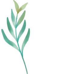 Floral vector illustration, flower, leaves, watercolor, plant