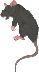 Obraz premium Realistic Dying Vector Rat with Drop Shadow