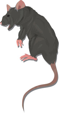 Realistic Dying Vector Rat with Drop Shadow