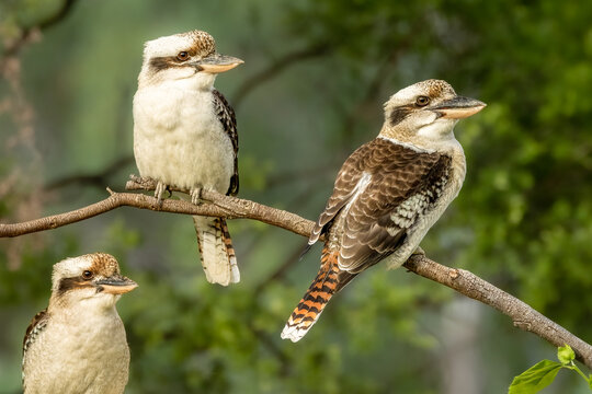 A kookaburra trio sitting on a branch in a suburban garden in Australia