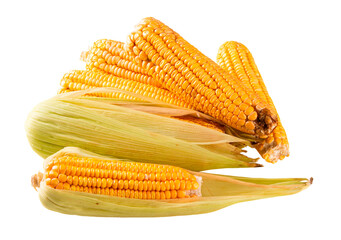 Fresh corn isolated on transparent background png.