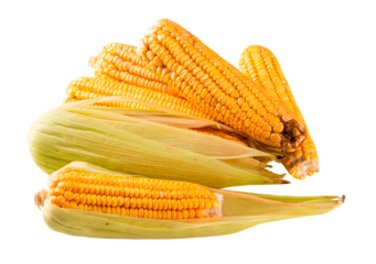 Fresh corn isolated on transparent background png.
