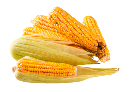 Fresh corn isolated on transparent background png.