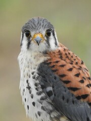 Closeup of an American kestrel.