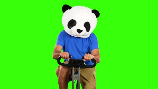 Front view of a man wearing a funny panda head costume pedaling on an exercise bike. Green screen.  	