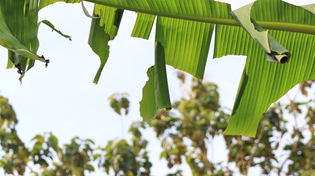 Pupa of Banana leaf roller (Erionota thrax) injure on banana leaf