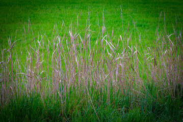 paisaje de primavera con el campo y flores en la España central en primavera	