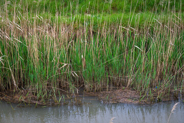 paisaje de primavera con el campo y flores en la España central en primavera	