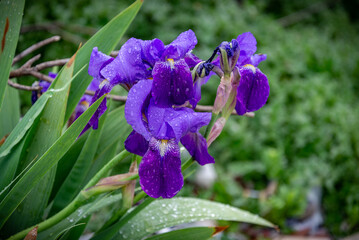 paisaje de primavera con el campo y flores en la Espa&ntilde;a central en primavera	