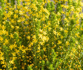 Golden Euryops - Yellow