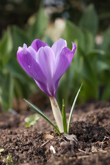 Purple crocus in the dirt on a winter day in Potzbach, Germany.