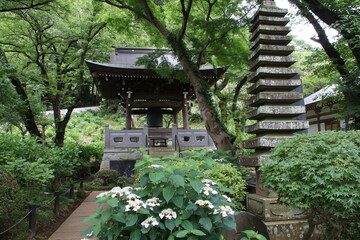 寺の境内に咲く紫陽花。川崎市の妙楽寺の紫陽花。鐘楼と十三重塔。