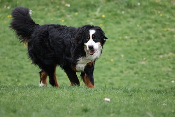 Bernese mountain dog 