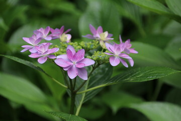 寺の境内に咲く紫陽花。川崎市の妙楽寺の紫陽花。