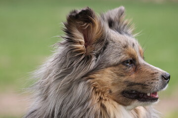 Portrait of a dog 