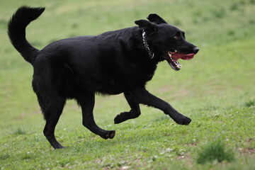 Black Labrador retriever running