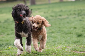 Two poodle dogs playing 