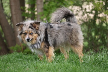Aussiepom dog with black and white bandanna 
