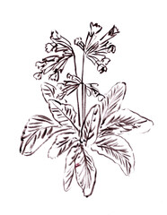 blooming spring primrose, graphic black and white line drawing