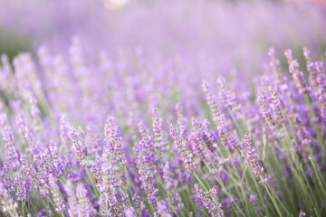 Lavender bushes closeup on sunset. Sunset gleam over purple flowers of lavender. Provence region of France.