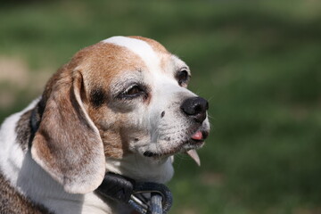 Portrait of an old beagle p