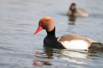 Red-crested Pochard (Netta rufina) male in Japan