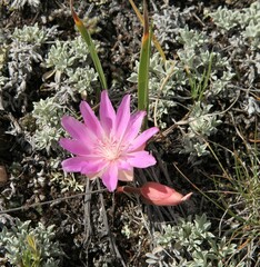 Bitterroot (Lewisia rediviva) pink wildflower in Beartooth Mountains, Montana