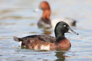 Baer's pochard or Siberian pochard (Aythya baeri) male in Japan