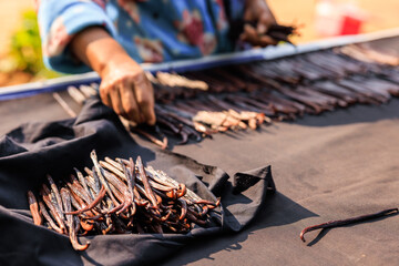 Agriculture sorting vanilla pods to dry in the sun on the shelf.