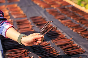 farmer holding vanilla pods on hand and vanilla pods to dry in the sun on the shelf background.