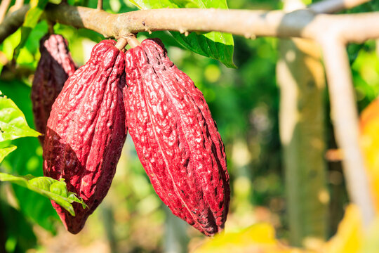 Red cocoa pod on tree in the field. Cocoa (Theobroma cacao L.) is a cultivated tree in plantations. northern of thailand,