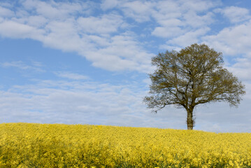Fototapeta na wymiar Tree and yellow field