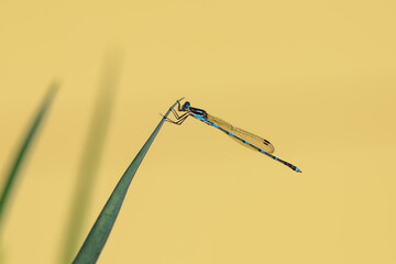 Common bluetail damselfly
