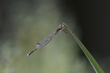 Common bluetail damselfly