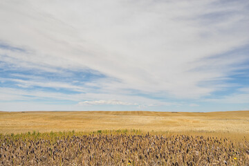 Landscape of a big prairie sky and wheat field with reeds in the foreground, Alberta Canada