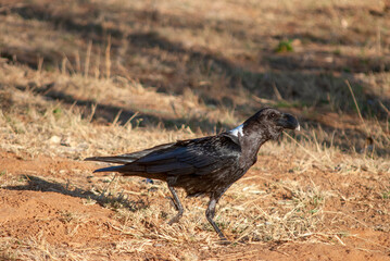 White-necked raven (Corvus albicollis)