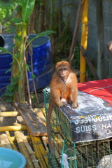 An orphaned baby monkey sits in its cage.