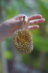 Young durian fruit in woman's hand