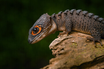 Red-Eyed Crocodile Skink 