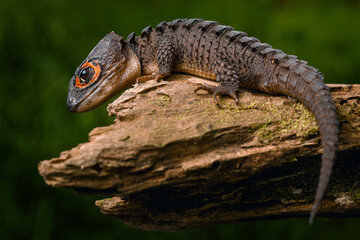 Red-Eyed Crocodile Skink 