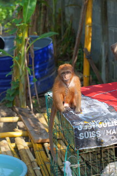 An orphaned baby monkey sits in its cage.