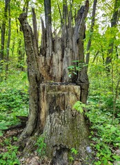 Highbanks Metro Park Jagged Wooden Trunk Throne in Spring