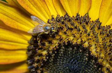 Honey Bee Buzzing with Productivity: A Close-Up Shot of a Bee at Work on a Sunflower.  Wildlife Photography. 