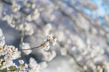 桜の花