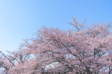 春の訪れを告げる桜の風景