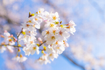 春の訪れを告げる桜の風景
