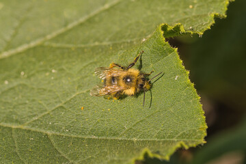 Macro of a fuzzy bee resting on a leaf