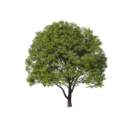 Fototapeta na wymiar tree png image _ plant image _ tree in isolated white back ground _ decorated tree image _ big plant 
