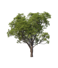 tree png image _ plant image _ tree in isolated white back ground _ decorated tree  image _ big plant 