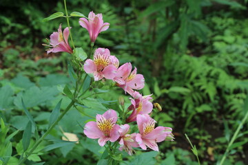 寺の境内に咲く夏の花。アスチリメリカ。
